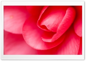Rose Bud Ultra HD Wallpaper for 4K UHD Widescreen desktop, tablet & smartphone