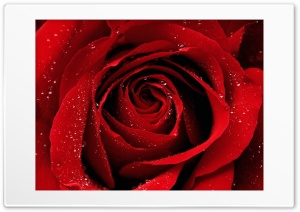 rose flower Ultra HD Wallpaper for 4K UHD Widescreen desktop, tablet & smartphone