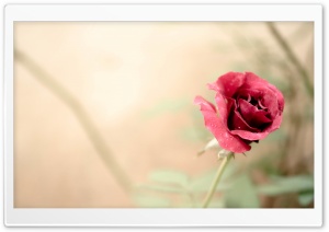 Rose Flower Ultra HD Wallpaper for 4K UHD Widescreen desktop, tablet & smartphone