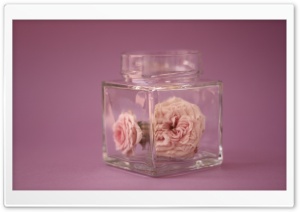 Rose Fragrance Ultra HD Wallpaper for 4K UHD Widescreen desktop, tablet & smartphone