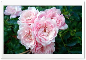 Rose Garden Ultra HD Wallpaper for 4K UHD Widescreen desktop, tablet & smartphone