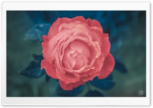 rose gone pink........ Ultra HD Wallpaper for 4K UHD Widescreen desktop, tablet & smartphone