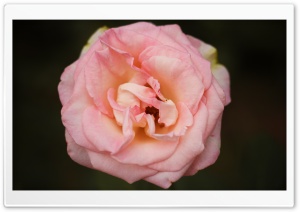 Rose in Dark Ultra HD Wallpaper for 4K UHD Widescreen desktop, tablet & smartphone