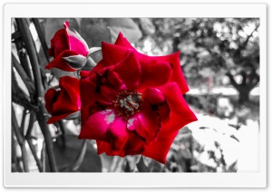 Rose in Love. Ultra HD Wallpaper for 4K UHD Widescreen desktop, tablet & smartphone