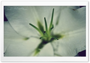 Rose m'' Ultra HD Wallpaper for 4K UHD Widescreen desktop, tablet & smartphone