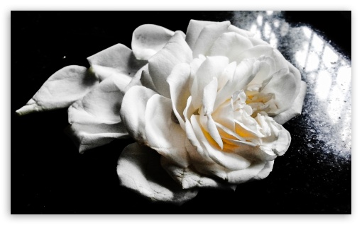 Rose Petals UltraHD Wallpaper for Wide 5:3 Widescreen WGA ; Mobile 5:3 - WGA ;