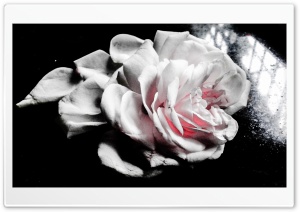 Rose petals Ultra HD Wallpaper for 4K UHD Widescreen desktop, tablet & smartphone