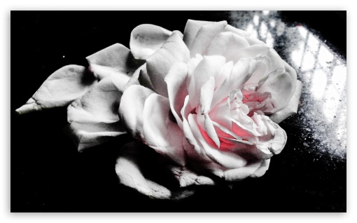 Rose petals UltraHD Wallpaper for Wide 5:3 Widescreen WGA ; Mobile 5:3 - WGA ;