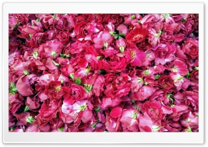 Rose Petals Ultra HD Wallpaper for 4K UHD Widescreen desktop, tablet & smartphone
