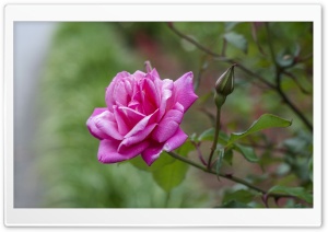 Rose Petals Flower Ultra HD Wallpaper for 4K UHD Widescreen desktop, tablet & smartphone