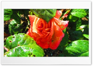 Rose rouge. Ultra HD Wallpaper for 4K UHD Widescreen desktop, tablet & smartphone