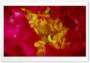 Rose Stamens Macro Ultra HD Wallpaper for 4K UHD Widescreen desktop, tablet & smartphone