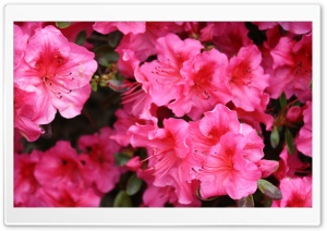 Rose Tree Flowers Ultra HD Wallpaper for 4K UHD Widescreen desktop, tablet & smartphone