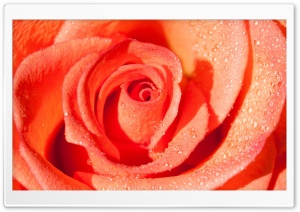 Rose Waterdrops Macro Ultra HD Wallpaper for 4K UHD Widescreen desktop, tablet & smartphone