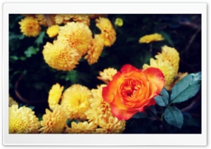 Rose with Friends Ultra HD Wallpaper for 4K UHD Widescreen desktop, tablet & smartphone