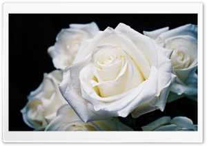 Roses Ultra HD Wallpaper for 4K UHD Widescreen desktop, tablet & smartphone