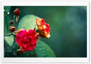 Roses In The Rain Ultra HD Wallpaper for 4K UHD Widescreen desktop, tablet & smartphone