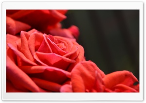 Rosy Rose Ultra HD Wallpaper for 4K UHD Widescreen desktop, tablet & smartphone