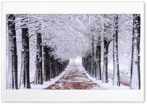 Row of Trees Walkway Ultra HD Wallpaper for 4K UHD Widescreen desktop, tablet & smartphone
