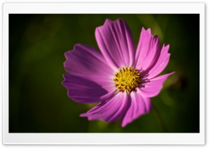 Royal Flower Ultra HD Wallpaper for 4K UHD Widescreen desktop, tablet & smartphone