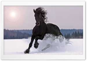 Running Horse Ultra HD Wallpaper for 4K UHD Widescreen desktop, tablet & smartphone