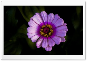 Russian Flower Ultra HD Wallpaper for 4K UHD Widescreen desktop, tablet & smartphone
