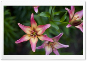 Russian Flowers Ultra HD Wallpaper for 4K UHD Widescreen desktop, tablet & smartphone