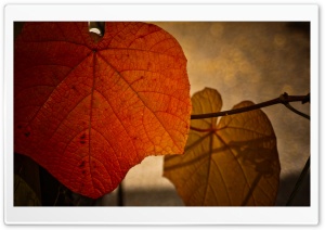 Rust Colored Leaf Ultra HD Wallpaper for 4K UHD Widescreen desktop, tablet & smartphone