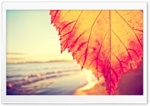 Rust Colored Leaf Macro Ultra HD Wallpaper for 4K UHD Widescreen desktop, tablet & smartphone