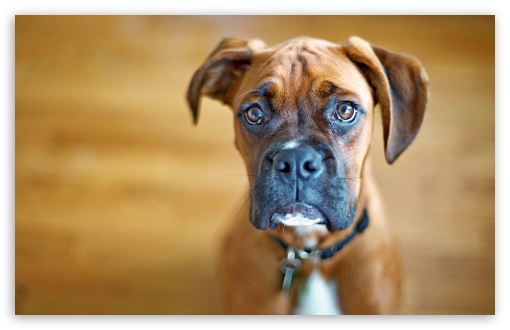 Sad Boxer Dog UltraHD Wallpaper for Wide 16:10 5:3 Widescreen WHXGA WQXGA WUXGA WXGA WGA ; 8K UHD TV 16:9 Ultra High Definition 2160p 1440p 1080p 900p 720p ; Standard 4:3 5:4 3:2 Fullscreen UXGA XGA SVGA QSXGA SXGA DVGA HVGA HQVGA ( Apple PowerBook G4 iPhone 4 3G 3GS iPod Touch ) ; Tablet 1:1 ; iPad 1/2/Mini ; Mobile 4:3 5:3 3:2 16:9 5:4 - UXGA XGA SVGA WGA DVGA HVGA HQVGA ( Apple PowerBook G4 iPhone 4 3G 3GS iPod Touch ) 2160p 1440p 1080p 900p 720p QSXGA SXGA ;