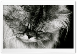 Sad Cat Ultra HD Wallpaper for 4K UHD Widescreen desktop, tablet & smartphone