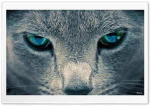 Sad Eyes Ultra HD Wallpaper for 4K UHD Widescreen desktop, tablet & smartphone