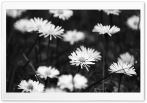 Sad Flowers Ultra HD Wallpaper for 4K UHD Widescreen desktop, tablet & smartphone
