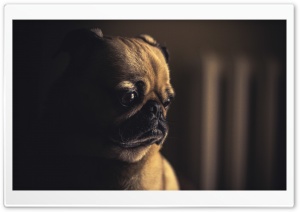 Sad Puppy Ultra HD Wallpaper for 4K UHD Widescreen desktop, tablet & smartphone