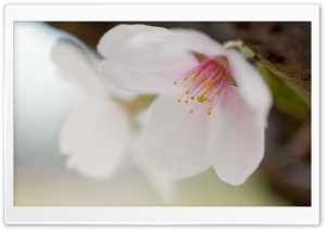 Sakura Ultra HD Wallpaper for 4K UHD Widescreen desktop, tablet & smartphone