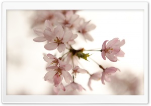 Sakura Ultra HD Wallpaper for 4K UHD Widescreen desktop, tablet & smartphone