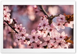 Sakura Ultra HD Wallpaper for 4K UHD Widescreen desktop, tablet & smartphone