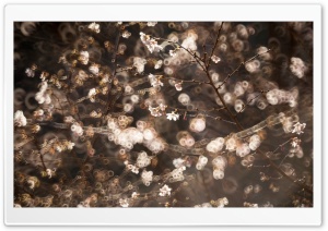 Sakura Brown Bokeh Ultra HD Wallpaper for 4K UHD Widescreen desktop, tablet & smartphone