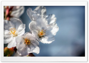 Sakura Catching Sun's Rays Ultra HD Wallpaper for 4K UHD Widescreen desktop, tablet & smartphone