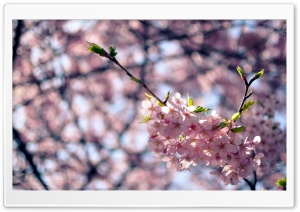 Sakura Flowers Ultra HD Wallpaper for 4K UHD Widescreen desktop, tablet & smartphone