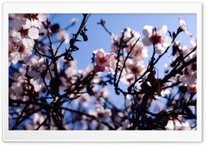Sakura, Spain Ultra HD Wallpaper for 4K UHD Widescreen desktop, tablet & smartphone