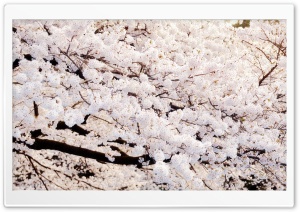 Sakura Tree Park Ultra HD Wallpaper for 4K UHD Widescreen desktop, tablet & smartphone