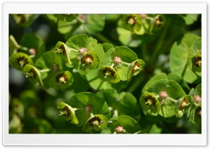 Satellite Flowers Ultra HD Wallpaper for 4K UHD Widescreen desktop, tablet & smartphone