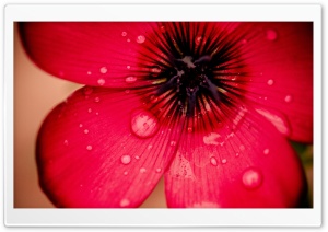 Scarlet Flax Ultra HD Wallpaper for 4K UHD Widescreen desktop, tablet & smartphone