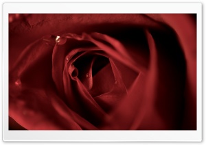 Scarlet Rose Ultra HD Wallpaper for 4K UHD Widescreen desktop, tablet & smartphone
