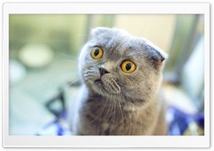 Scottish Fold Cat Ultra HD Wallpaper for 4K UHD Widescreen desktop, tablet & smartphone