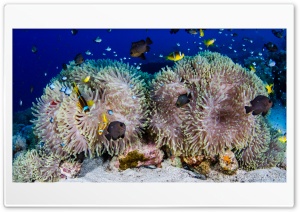 Scuba Diving Coral Reef Ultra HD Wallpaper for 4K UHD Widescreen desktop, tablet & smartphone