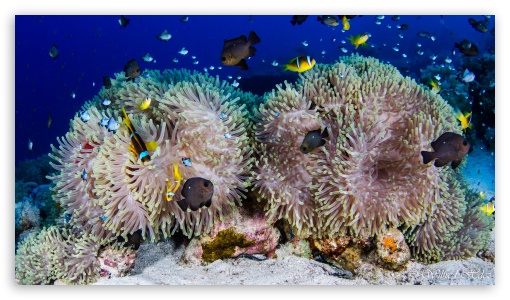 Scuba Diving Coral Reef UltraHD Wallpaper for 8K UHD TV 16:9 Ultra High Definition 2160p 1440p 1080p 900p 720p ; UHD 16:9 2160p 1440p 1080p 900p 720p ; Mobile 16:9 - 2160p 1440p 1080p 900p 720p ;