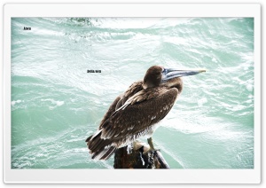 Sea Bird Ultra HD Wallpaper for 4K UHD Widescreen desktop, tablet & smartphone