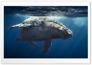 Sea Life Ultra HD Wallpaper for 4K UHD Widescreen desktop, tablet & smartphone